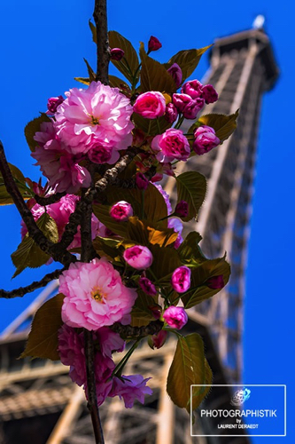 2017 - Paris - Tour Eiffel en fleur
47MM_F8_1/250S 2017 - Paris - Tour Eiffel en fleur
47MM_F8_1/250S